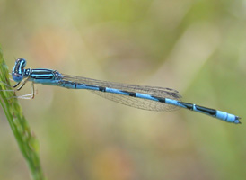 Double-striped Bluet